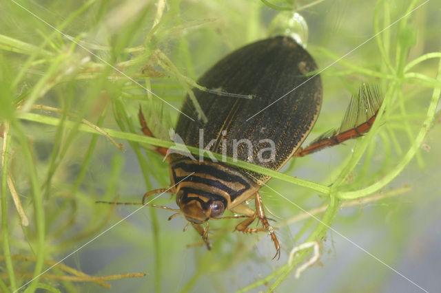 Kleine gegroefde waterkever (Acilius canaliculatus)