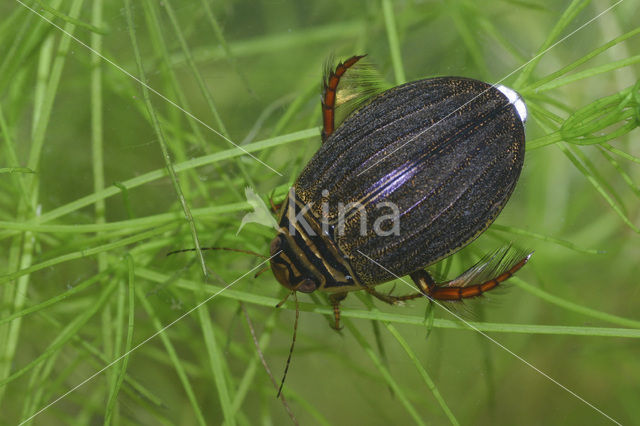 Kleine gegroefde waterkever (Acilius canaliculatus)