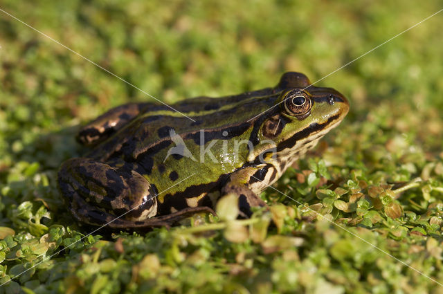 Kleine groene kikker