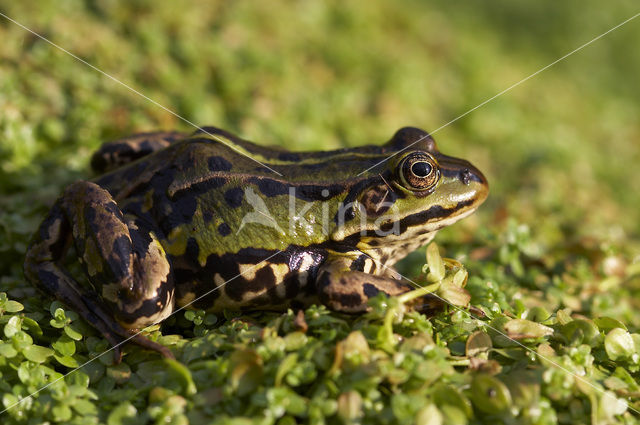 Kleine groene kikker