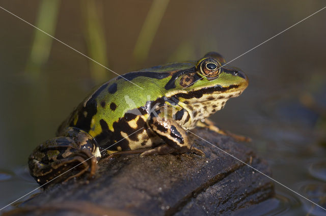 Kleine groene kikker