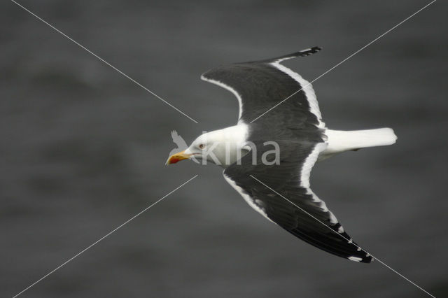 Kleine Mantelmeeuw (Larus fuscus)