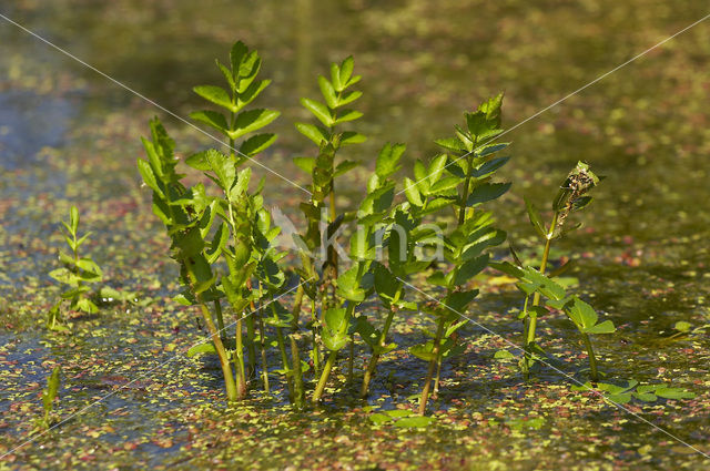 Kleine watereppe (Berula erecta)