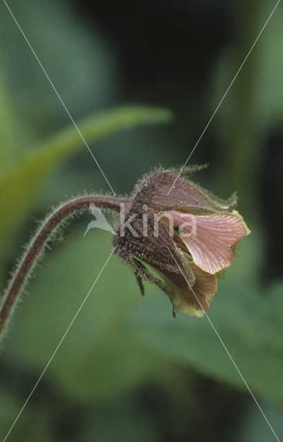 Knikkend nagelkruid (Geum rivale)