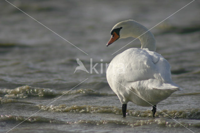 Knobbelzwaan (Cygnus olor)