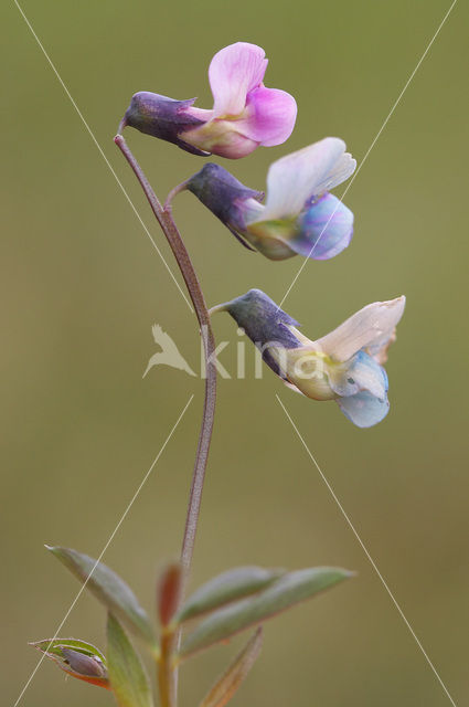 Knollathyrus (Lathyrus linifolius)