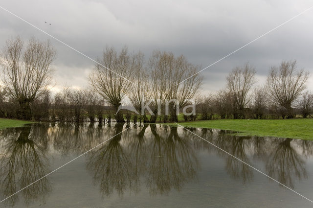 Knotwilg (Salix alba)