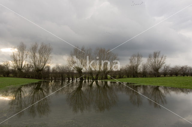 Knotwilg (Salix alba)