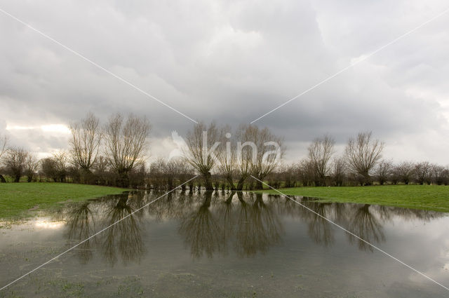 Knotwilg (Salix alba)