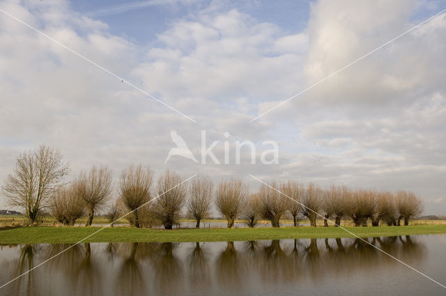 Knotwilg (Salix alba)