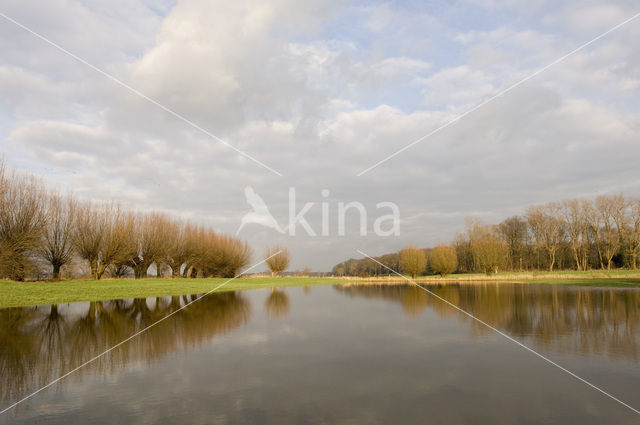 Knotwilg (Salix alba)