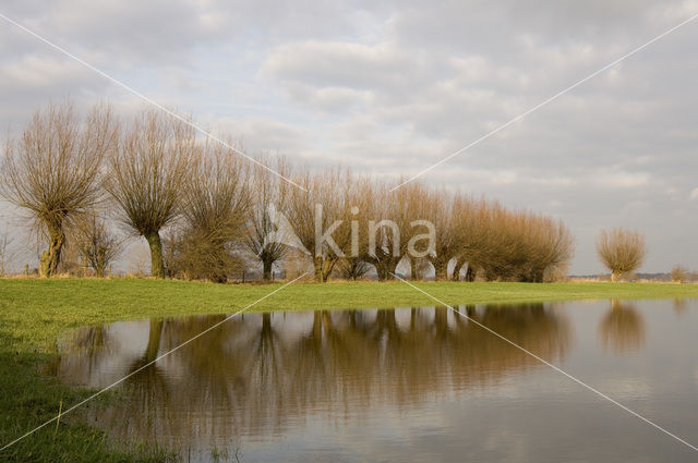 Knotwilg (Salix alba)