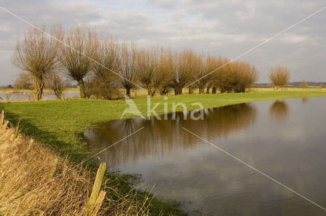 Knotwilg (Salix alba)