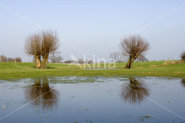 Knotwilg (Salix alba)