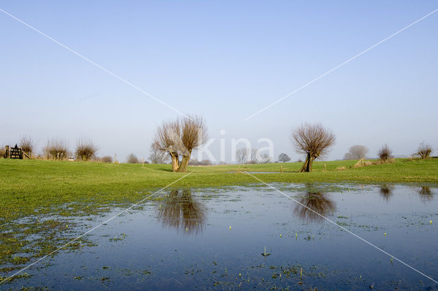 Knotwilg (Salix alba)