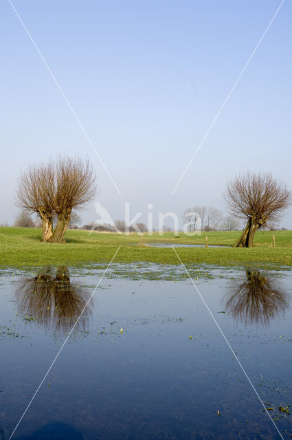 Knotwilg (Salix alba)