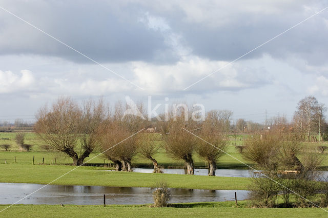 Knotwilg (Salix alba)