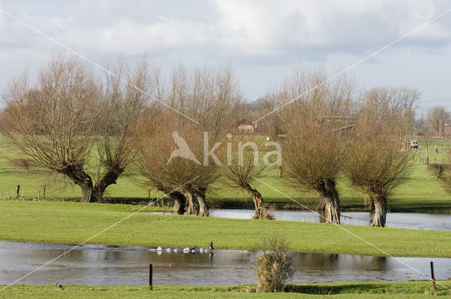 Knotwilg (Salix alba)