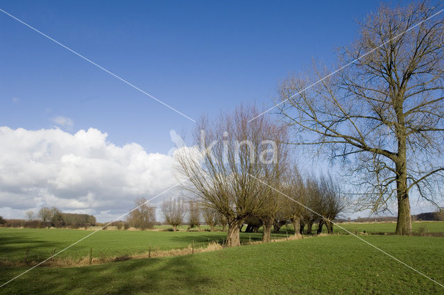 Knotwilg (Salix alba)