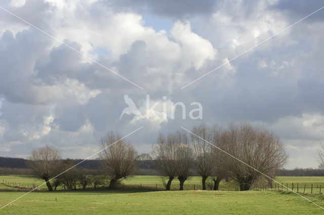 Knotwilg (Salix alba)