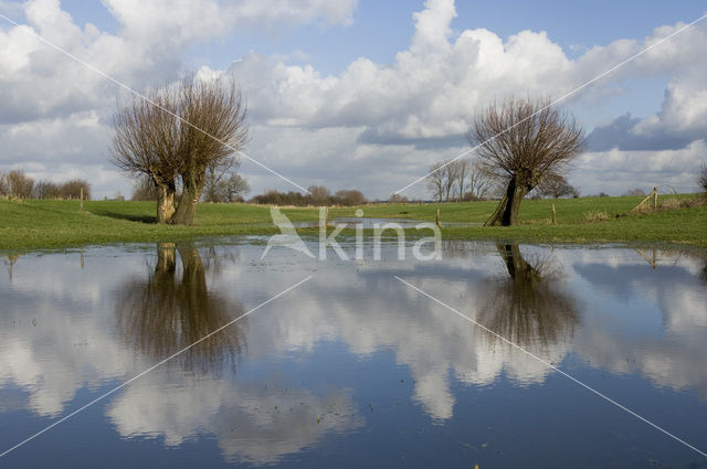 Knotwilg (Salix alba)