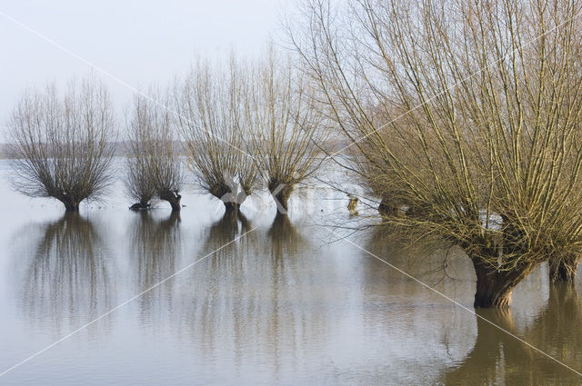 Knotwilg (Salix alba)