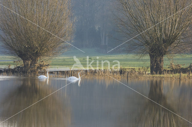 Knotwilg (Salix alba)