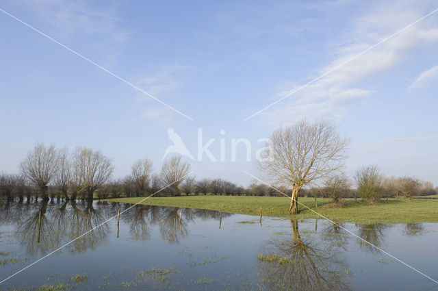 Knotwilg (Salix alba)