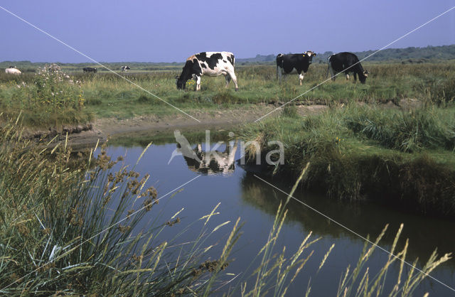 Koe (Bos domesticus)