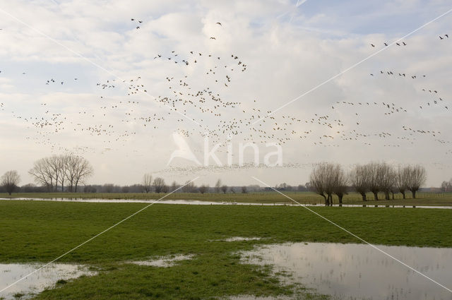 Kolgans (Anser albifrons)