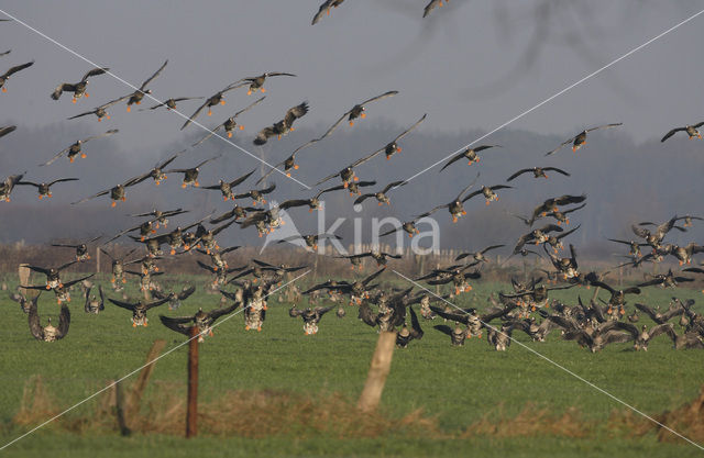 White-fronted goose (Anser albifrons)