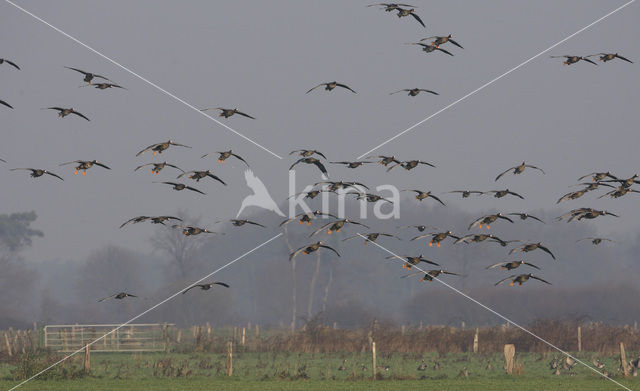 White-fronted goose (Anser albifrons)