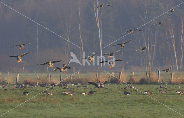 White-fronted goose (Anser albifrons)