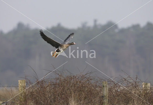 White-fronted goose (Anser albifrons)