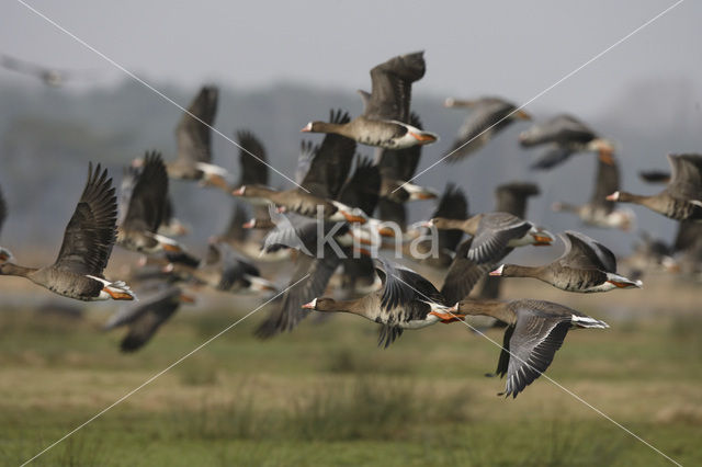 White-fronted goose (Anser albifrons)