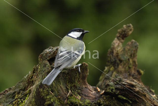 Koolmees (Parus major)