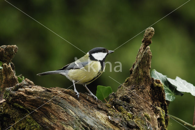 Koolmees (Parus major)