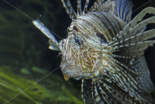 koraalduivel (Pterois mombasae)