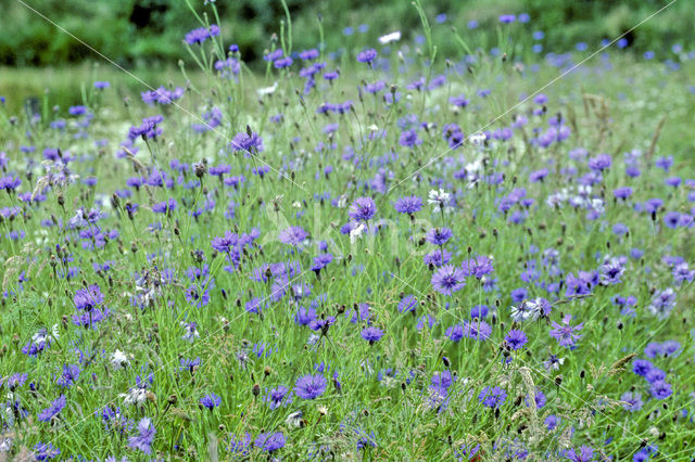 Korenbloem (Centaurea cyanus)