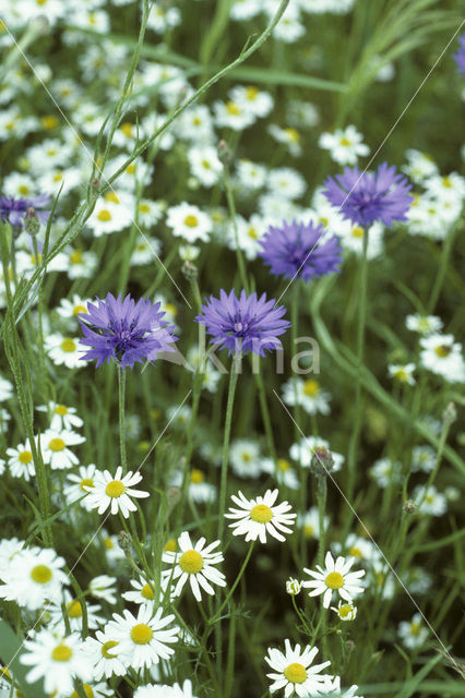 Korenbloem (Centaurea cyanus)