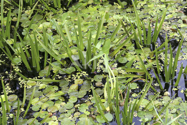 Krabbescheer (Stratiotes aloides)