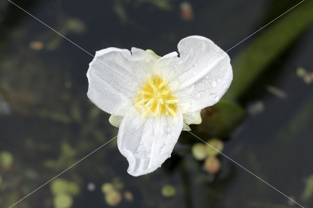 Krabbescheer (Stratiotes aloides)