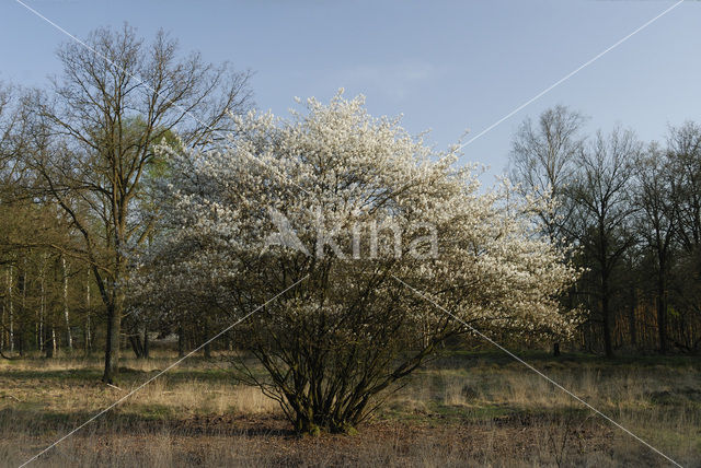 Krentenboompje (Amelanchier spec.)