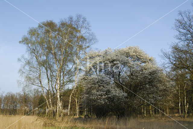 Krentenboompje (Amelanchier spec.)