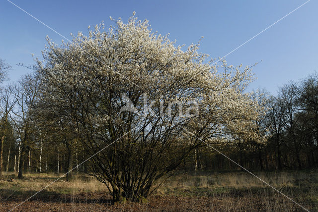 Krentenboompje (Amelanchier spec.)