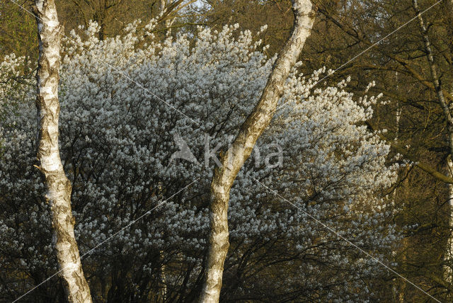 Krentenboompje (Amelanchier spec.)