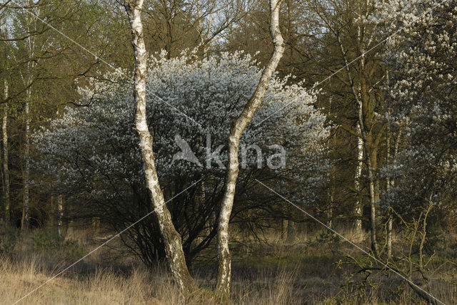 Krentenboompje (Amelanchier spec.)