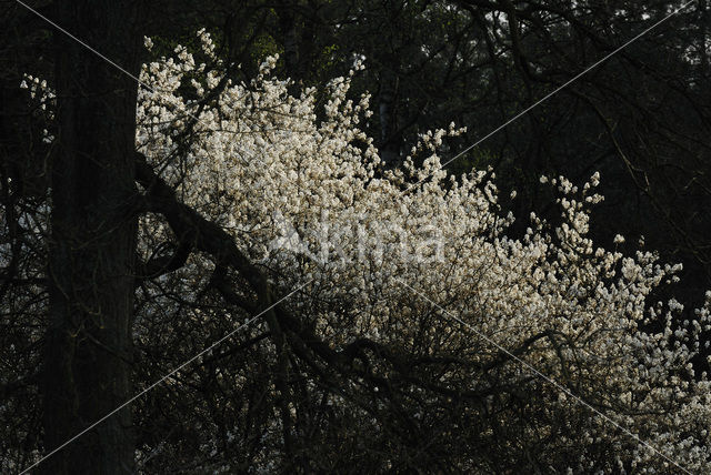 Krentenboompje (Amelanchier spec.)