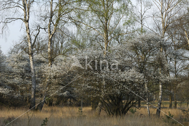 Krentenboompje (Amelanchier spec.)