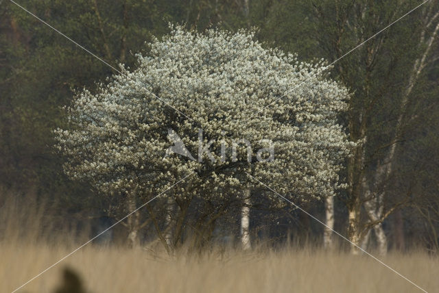 Krentenboompje (Amelanchier spec.)